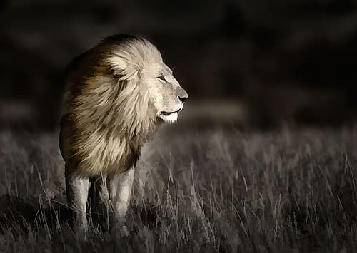 Kenya-Masai Mara National Reserve Abstract of male lion standing in field Art Print by Jaynes Gallery